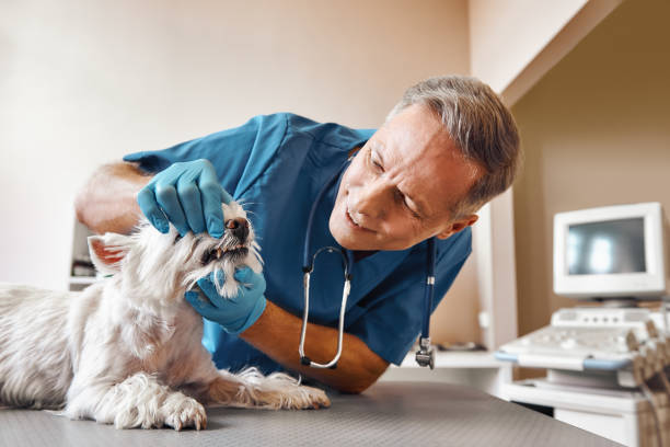 Best After-Hours Emergency Dentist in Forest Heights, TX